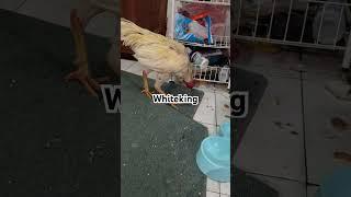 Whiteking 