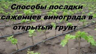 Способы посадки саженцев винограда в открытый грунт