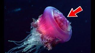 This Jellyfish Never Dies! *Turritopsis Dohrnii*