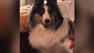 Ms Pepper My Blue Merle Sheltie