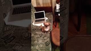 chihuahua singing (чихуахуа поет)