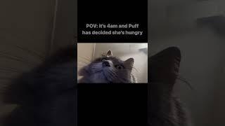 Puff always wants breakfast bright and early #cat #purr #pets #asmr #shorts #pov #sleepypaws #floof