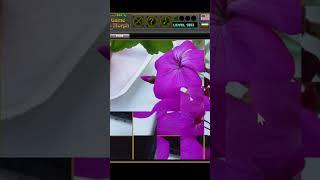 Geranium Puzzle #geranium #flowers  #games
