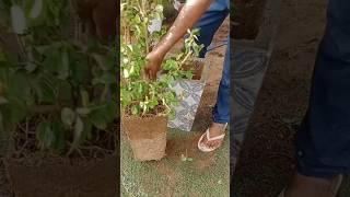 #hibiscus #gudhal #hibiscusflower #gudhalplant #repotting #gardening #video