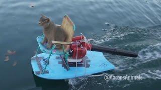 Homemade Jet Ski - Aarons Animals