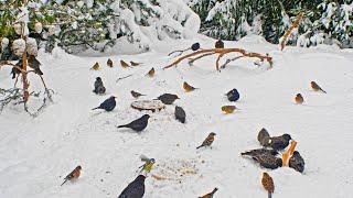 CAT TV NO ADS Lots of Birds in Snow for Cats to Watch and Slap