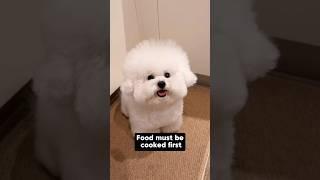 Cute dog : Food must be cooked first !.