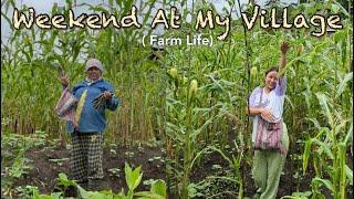 Weekend vlog- corn field, Apricot, doing school worksat home, Making my weekend productive