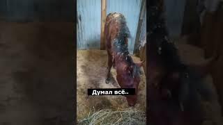 Караксис напугал #funnyanimals #horse #horselover #лошади #смешныеживотные