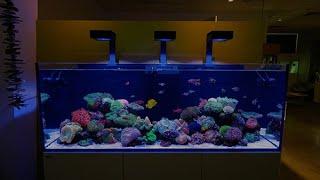 LIVE STREAM: "Marine Aquascaping" with Tigahboy (Dennis) and Queen of Reef (Stephanie)