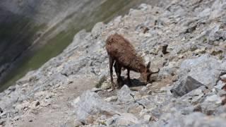 Дива коза на връх Вихрен / Wild goat on Vihren peak