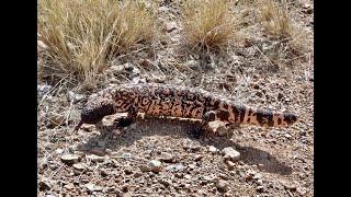 Wildlife of Southwestern Arizona - 2022