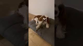 My dog thinks she are a beaver️ Watch her munch on a tree