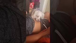 Puppy licks Mayra's belly button