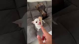 Dog reacting to cucci cucci cucci