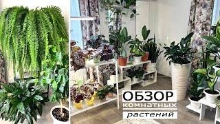 Обзор комнатных растений. Мои новинки, бегонии, аглаонемы, хлорофитум.