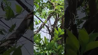 Nature Bird Sound | Uttarakhand |
