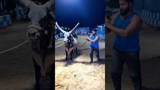 World biggest CHAND BAIL  #syedfahad #loveanimals #animal #cow