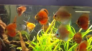 Discus  red Cover