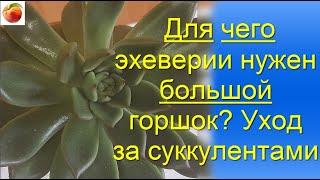 Почему Эхеверию надо сажать в большой горшок Суккуленты ECHEVERIA Как поливать суккуленты