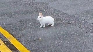 Guy Finds Abandoned Bunny in The Middle of the Road And Becomes His Dad