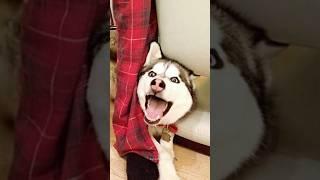 Normal dogs vs Huskies#shorts #dog #doglover #dogs #husky #huskydog #huskies #howlingdog