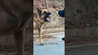 Aggressive German Shepherd