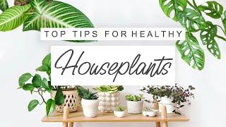 House Plant Care Tips For Beginners  TIPS and TRICKS For Houseplants