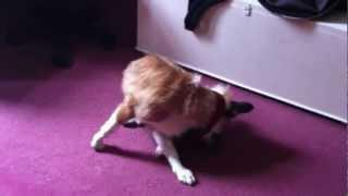 crazy farting dog