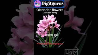 Learn English-Daily use flower name in English@Digitgurus  #englishvocabulary #youtubeshorts #shorts