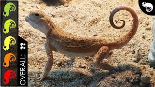 Toad headed Agama, The Best Pet Lizard?