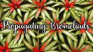 Propagating Bromeliads: How To Remove & Pot Up Bromeliad Pups / Joy Us Garden