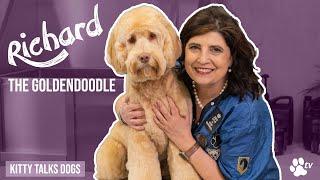 Grooming Richard the goldendoodle | Kitty Talks Dogs -TRANSGROOM