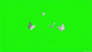 Butterfly animation green background | white butterfly green screen