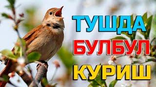 Туш табири - Тушда булбул куриш