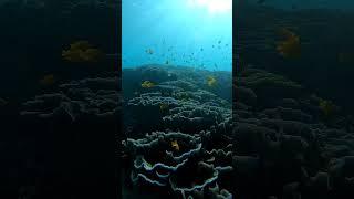Snorkeling at Gili islands