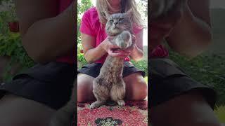 Dancing with cat)
