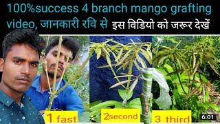 4 branch mango  grafting video, mango plant grafting video, Ravi multiple, multi, variety, one