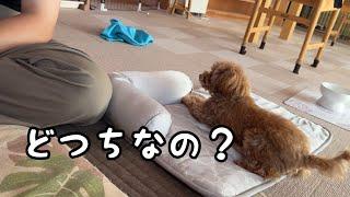 かまってほしいの？いらないの？ララちゃんの気まぐれタイム