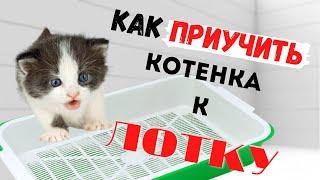 КАК ПРИУЧИТЬ КОТЁНКА К ЛОТКУ. РЕЗУЛЬТАТ 100%. как научить ходить в горшок.