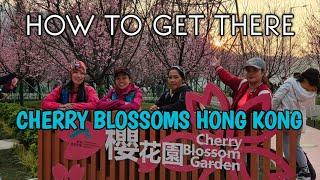 CHERRY BLOSSOM GARDEN HONG KONG | CHERRY BLOSSOMS IN TUNG CHUNG | HOW TO GET THERE(READ DESCRIPTION)