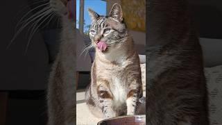 Wellness good kitty paté chicken & cod recipe (best wet cat food from costco)
