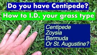 Centipede Grass Identification! | How to I.D. grass type