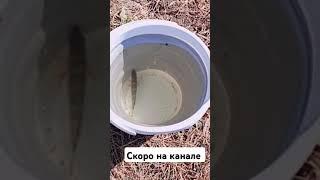 Скоро на канале душуа поёт когда клюет #душа #рыбалка #наживка #fishing #подлещ # окунь # бычек