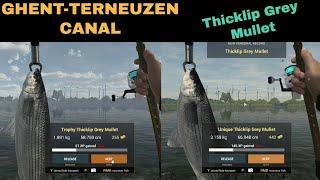 Fishing Planet, Ghent-Terneuzen Canal, Netherlands, Thicklip Grey Mullet, Trophy & Unique