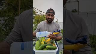 How I battle with bugs and pests in my garden #greentgarden #gardening #viral