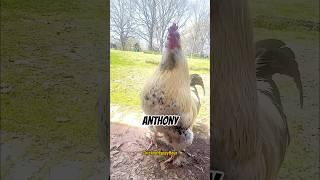 #anthony #tony #antony #rooster #memes #shorts #funnyanimals #chickenhappyhour #chicken #chickens
