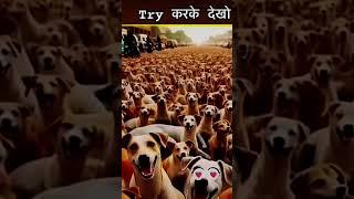 new dog magic video ,#views #viral #edit . how to viral.in YouTube,tung tung bundle ,viral news