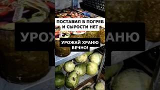 Жалею раньше не знал это простое средство от сырости в погребе #дача #огород #сад #урожай