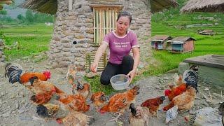 Complete Chicken House - Raise Chicken - Help The Villagers To Harvest Rice - Farm Life - New Life